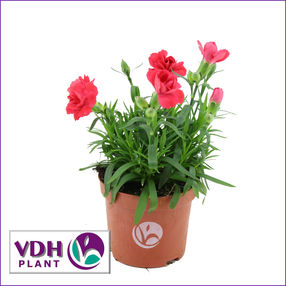 dianthusRedVDH