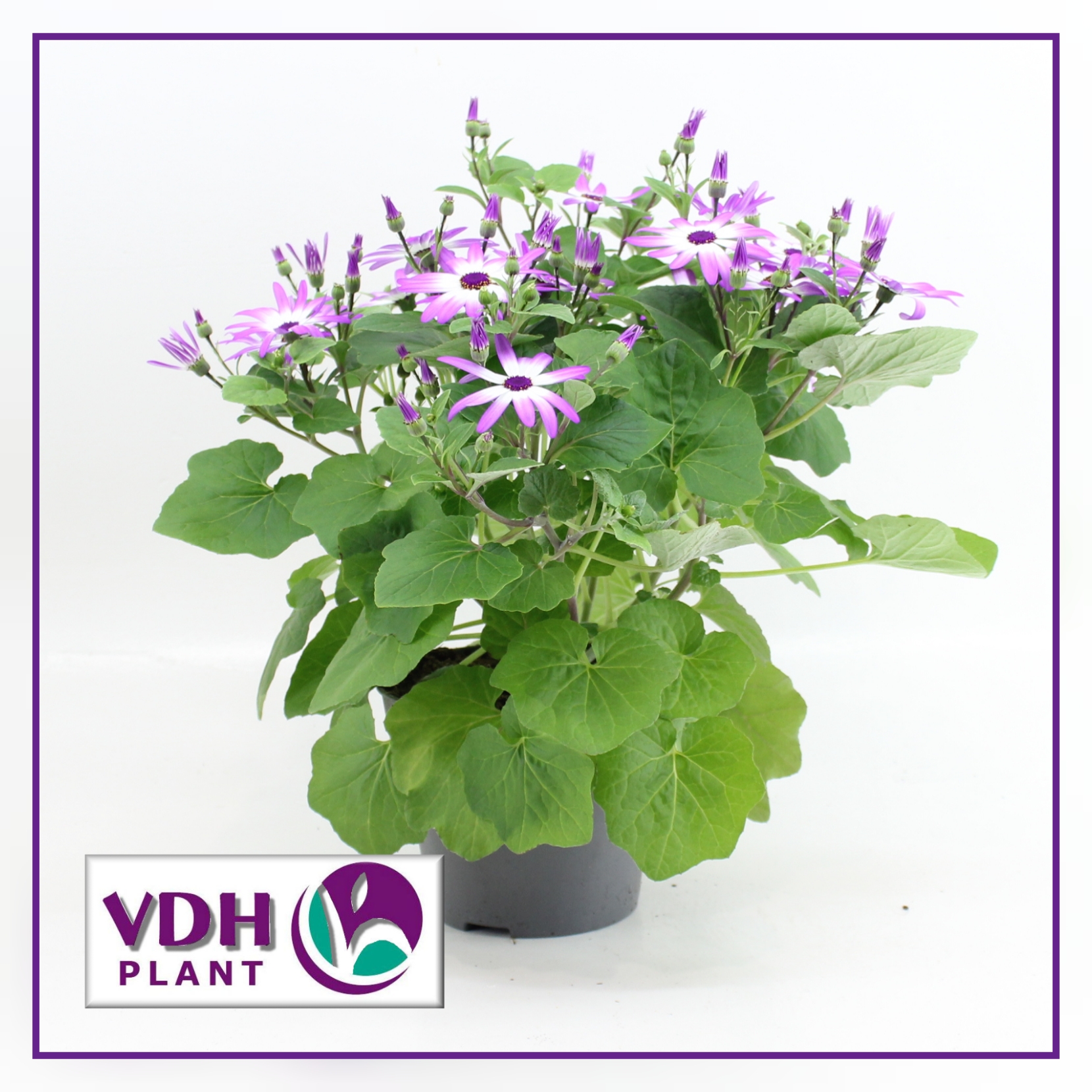 senetti pink bicolor VDH